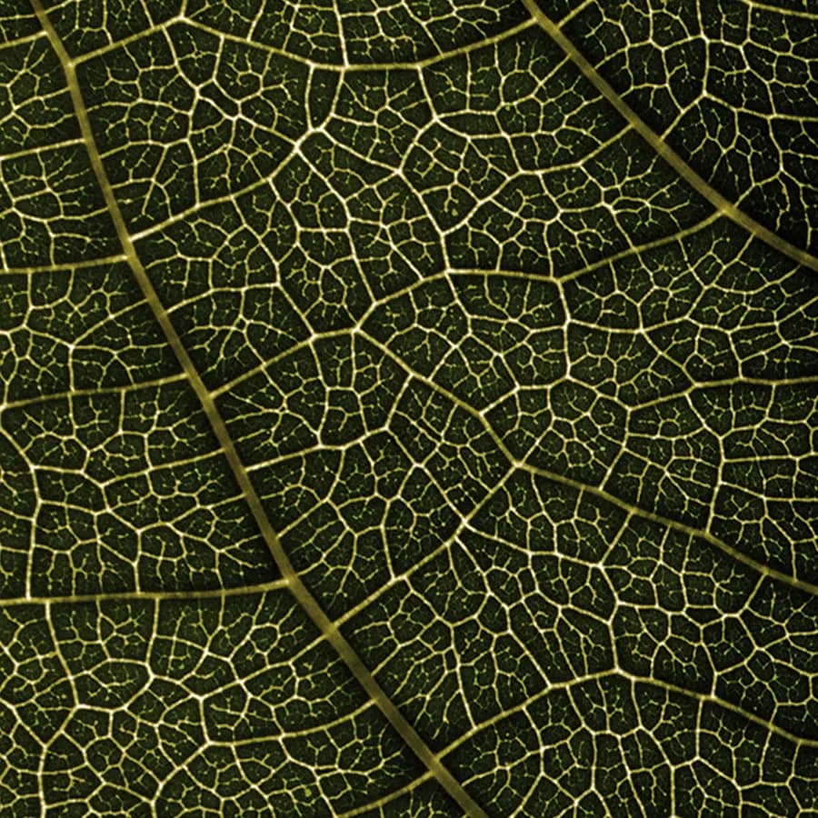 Foxwhelp Pattern